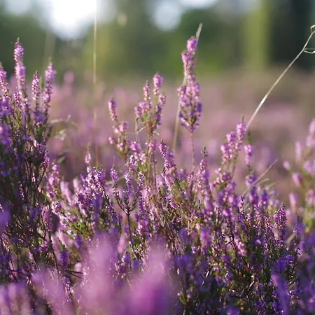 Schuur - Casa vacanze *